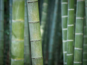 高大綠色竹莖的特寫，背景模糊。
