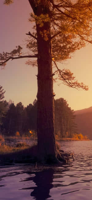 夕陽下水中一棵高大的松樹，金色光芒，森林背景。 — 藍天 壁紙