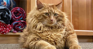 一隻毛茸茸的薑貓在室內坐在捲起的毯子和木架附近。
