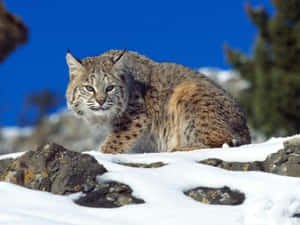 一隻猞猁棲息在冬季景觀中積雪覆蓋的岩石上。