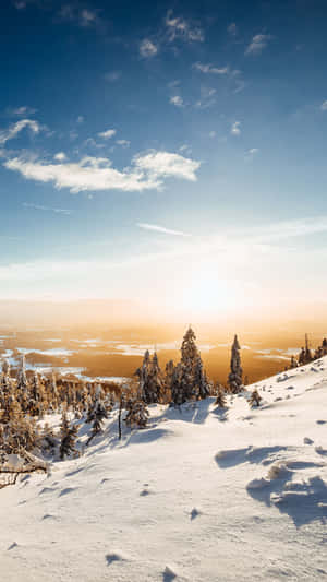 白雪覆蓋的山坡上松樹林立，夕陽俯瞰山谷。