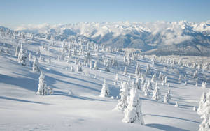 白雪皚皚的山景，點綴著常青樹和遠方的山峰，天空湛藍清澈。