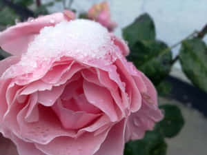 粉紅玫瑰，花瓣上有雪和露水，周圍環繞著綠葉。
