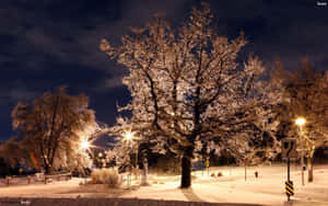 夜晚，雪覆蓋的城市公園中，結霜的樹木被街燈照亮。