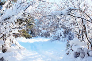 積雪的森林小徑，光禿禿的樹枝在強烈陽光下於頭頂拱起。