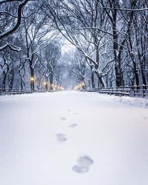 被雪覆蓋的公園小徑，腳印通向閃爍的路燈。 — 美學 壁紙