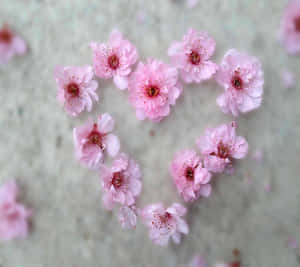 粉紅櫻花在灰色表面上形成心形。 — 心形美學 壁紙