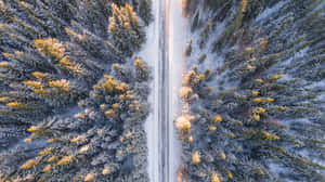 積雪道路蜿蜒穿過冬季森林，金色陽光灑在結霜的樹木上。