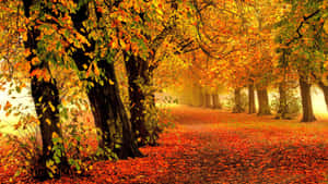 金色陽光下鋪滿紅葉的秋日森林小徑。