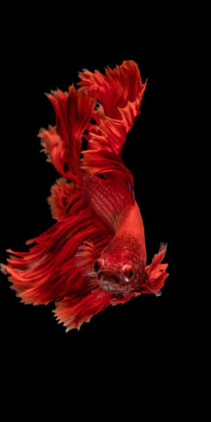 一條帶有流動魚鰭的紅色鬥魚，在黑色背景上游動。 — 18:9 壁紙