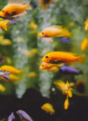 色彩繽紛的魚在綠色水生環境中游動，背景柔和模糊。