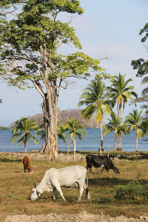 牛群在棕櫚樹和大樹附近的海邊吃草。 — 動物 壁紙