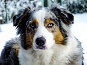 雪白冬日場景中的藍眼隕石色澳洲牧羊犬