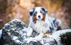 一隻藍眼睛的梅爾色澳洲牧羊犬坐在森林中的雪石上。