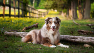 一隻棕白色澳洲牧羊犬躺在陽光田野的草地上，靠近木頭。