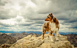 一隻梅爾色澳洲牧羊犬站在岩石山頂上，俯瞰遠方的山峰，天空多雲。