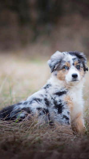 毛茸茸的藍眼澳洲牧羊犬幼犬坐在戶外乾草中。 — 小狗 壁紙