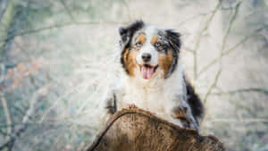 一隻快樂的澳洲牧羊犬棲息在森林中的樹樁上。