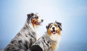 兩隻有梅爾色毛嘅澳洲牧羊犬喺藍天背景下開心咁坐喺戶外。