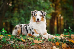 澳洲牧羊犬躺在森林的秋葉中
