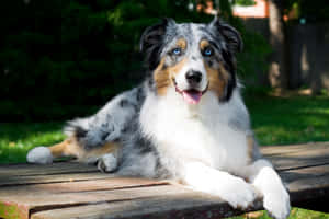 一隻藍眼澳洲牧羊犬在陽光明媚的院子裡的木長椅上休息。