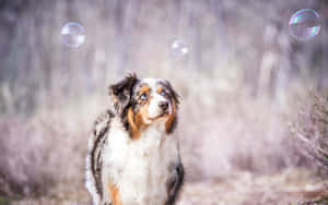 澳洲牧羊犬在森林中抬頭看著漂浮的肥皂泡。