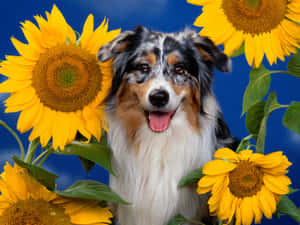 一隻快樂的梅爾澳洲牧羊犬在藍色背景下被向日葵包圍。
