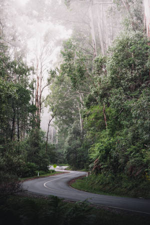 蜿蜒的道路穿過霧氣瀰漫的綠色森林，兩旁有高大的樹木。