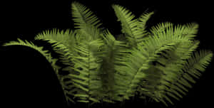 濃綠蕨類植物黑底