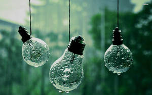 三個濕燈泡懸掛在雨林環境中。