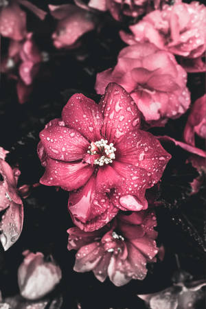 深色背景上帶有水珠的粉紅色木芙蓉花 — 粉紅學院風壁紙