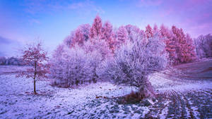 雪地中粉紅和紫色黃昏天空下的霜樹。