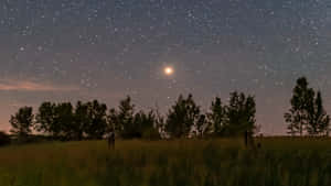 繁星點點的夜空，月亮在草地和樹木剪影之上