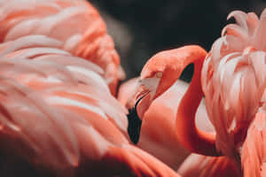 一隻粉紅色火烈鳥，彎曲的脖子和黑色的喙，被柔軟的粉紅色羽毛包圍。