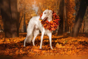 白色波索獵犬在秋林中戴著樹葉花環。