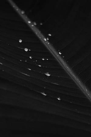 深色葉片上的雨滴，葉脈以黑白顯示。