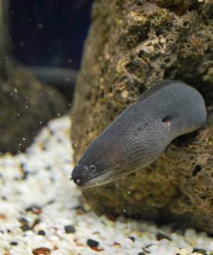 一條深灰色、皮膚有斑點嘅裸胸鱔，喺水族箱嘅岩石中探出頭嚟。