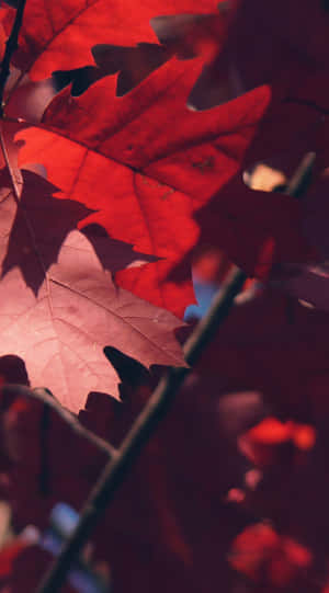 紅葉特寫，陽光穿透其中。 — 秋天 壁紙