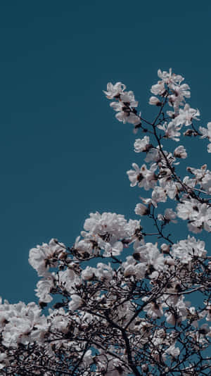 白色木蘭花在春天藍綠色天空下綻放。 — 花卉 iPhone 壁紙