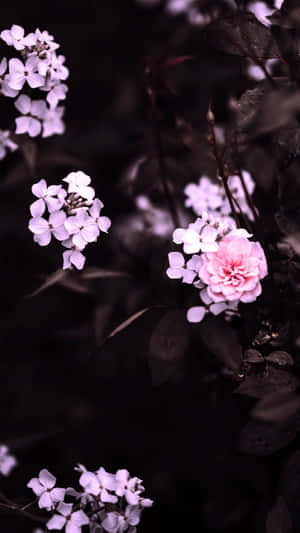 在陰暗花園中閃耀的粉紅色和白色花朵