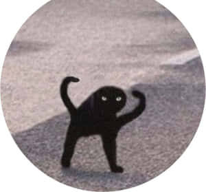 一隻黑貓在人行道上彎曲手臂