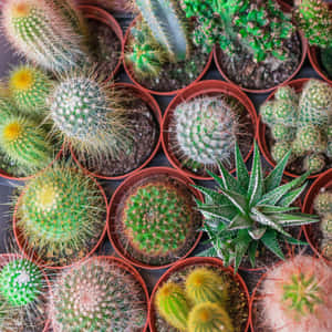 盆栽仙人掌和多肉植物在陶土盆中排列成網格的收藏。 — 1:1 壁紙