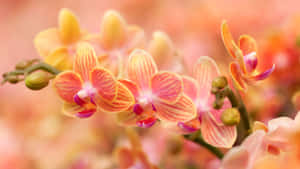 盛開的粉紅色和橙色蘭花特寫，背景柔和。 — 紫色花朵 壁紙