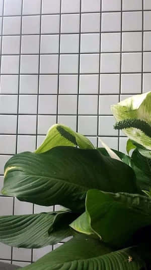 和平百合植物，寬大的綠葉襯托著白色瓷磚牆。