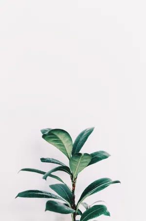 白色背景上的一根帶葉綠色植物莖。