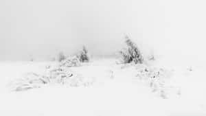 霧濛濛的冬日景觀中，白雪覆蓋的樹木和地面。