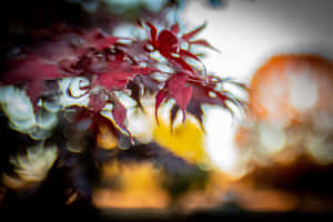紅色楓葉的特寫，背景是秋色的柔和模糊效果。 — 桌面美學 壁紙