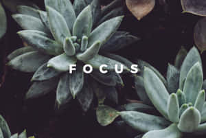 帶有白色文字「focus」疊加的多肉植物。