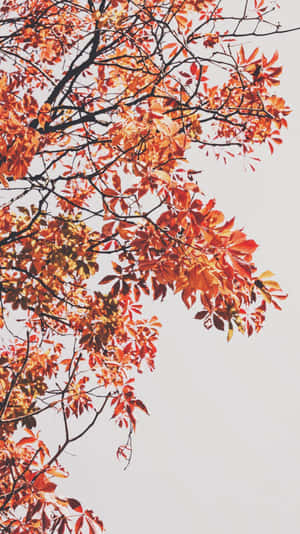 在蒼白天空映襯下的橙色和紅色秋葉。