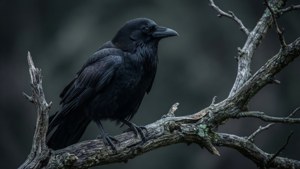 一隻黑色烏鴉棲息在昏暗森林中一根風化的樹枝上。 — 黑色美學 壁紙